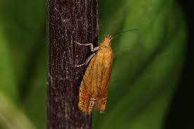 Attēlu rezultāti vaicājumam “Lathronympha strigana”