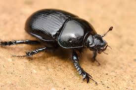 Attēlu rezultāti vaicājumam “Geotrupes”