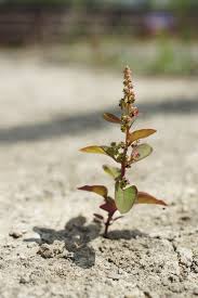 Attēlu rezultāti vaicājumam “Chenopodium polyspermum”