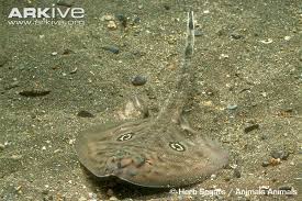 Image result for Leucoraja erinaceus