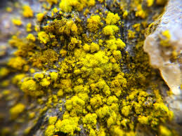 Attēlu rezultāti vaicājumam “Chrysothrix candelaris”