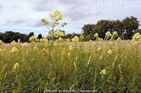 Attēlu rezultāti vaicājumam “Thalictrum flavum”