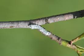 Attēlu rezultāti vaicājumam “Eriocampa ovata larva”