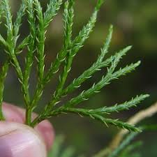 Attēlu rezultāti vaicājumam “Diphasiastrum tristachyum”