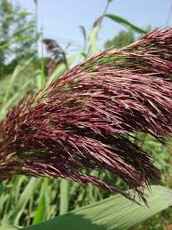 Attēlu rezultāti vaicājumam “Phragmites communis flower”