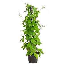 Image result for Glockenrebe