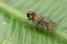 Attēlu rezultāti vaicājumam “Cixius sp.”