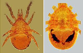 Attēlu rezultāti vaicājumam “Mesostigmata”