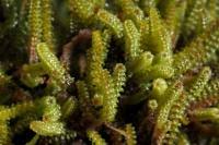 Attēlu rezultāti vaicājumam “Paludella squarrosa”