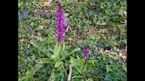 Attēlu rezultāti vaicājumam “Orchis mascula leaf”