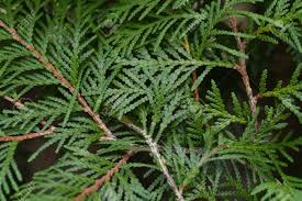 Attēlu rezultāti vaicājumam “Thuja occidentalis leaf”