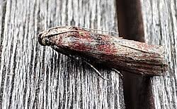 Attēlu rezultāti vaicājumam “Phycita roborella”