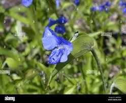 Attēlu rezultāti vaicājumam “Commelina coelestis”