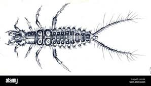 Attēlu rezultāti vaicājumam “Loricera pilicornis”