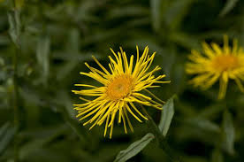 Attēlu rezultāti vaicājumam “Inula salicina flower”