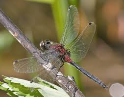 Attēlu rezultāti vaicājumam “Leucorrhinia”
