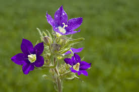 Image result for Legousia speculum-veneris