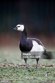 Attēlu rezultāti vaicājumam “Branta leucopsis”