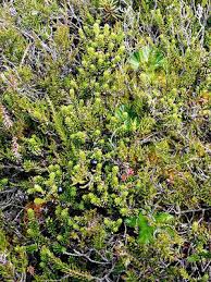 Attēlu rezultāti vaicājumam “Empetraceae”