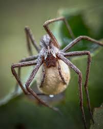 Attēlu rezultāti vaicājumam “Pisaura mirabilis male”