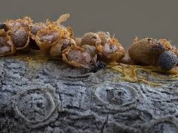 Attēlu rezultāti vaicājumam “Badhamia affinis”