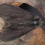 Attēlu rezultāti vaicājumam “Canephora hirsuta”