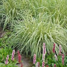 Attēlu rezultāti vaicājumam “Molinia caerulea flower”
