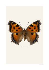 Attēlu rezultāti vaicājumam “Nymphalis xanthomelas underside”