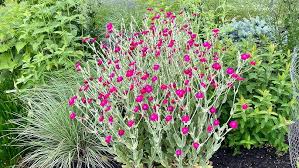 Image result for Lychnis coronaria