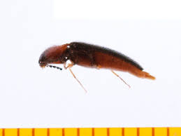 Attēlu rezultāti vaicājumam “Ampedus sp.”