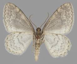 Attēlu rezultāti vaicājumam “Hydrelia sylvata”