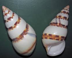 Attēlu rezultāti vaicājumam “Trichius fasciatus imago”