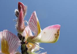 Attēlu rezultāti vaicājumam “Onobrychis arenaria bud”