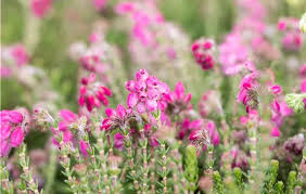 Attēlu rezultāti vaicājumam “Erica tetralix”