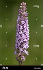 Attēlu rezultāti vaicājumam “Gymnadenia conopsea bud”