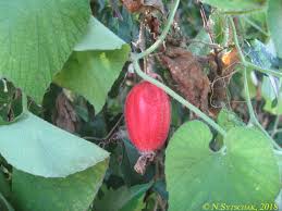 Attēlu rezultāti vaicājumam “Thladiantha dubia”