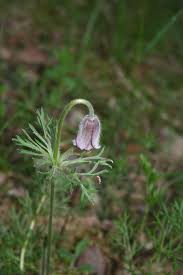 Attēlu rezultāti vaicājumam “Pulsatilla pratensis fruit”