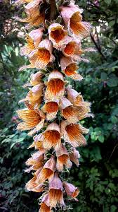 Image result for Digitalis ferruginea