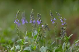 Attēlu rezultāti vaicājumam “Veronica officinalis”
