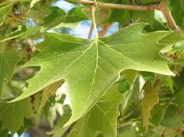 Attēlu rezultāti vaicājumam “Platanus x hispanica (syn. Platanus x acerifolia)”
