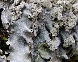 Attēlu rezultāti vaicājumam “Punctelia subrudecta”