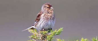 Image result for twite photo