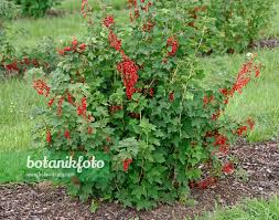 Attēlu rezultāti vaicājumam “Ribes rubrum flower”