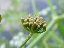 Attēlu rezultāti vaicājumam “Oenanthe aquatica fruit”