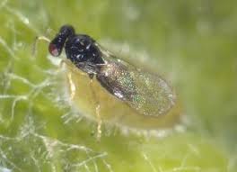 Attēlu rezultāti vaicājumam “Trioza dispar nymph”