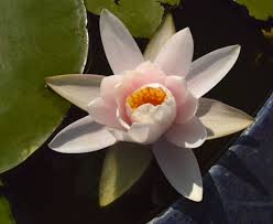 Attēlu rezultāti vaicājumam “Nymphaea candida flower”