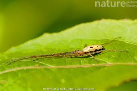 Attēlu rezultāti vaicājumam “Tetragnatha montana”