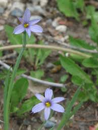 Attēlu rezultāti vaicājumam “Sisyrinchium montanum”