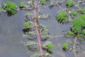 Attēlu rezultāti vaicājumam “Haloragaceae”