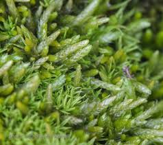 Attēlu rezultāti vaicājumam “Eurhynchiastrum pulchellum”